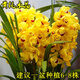 鏡之月綠植盆栽花卉蘭花苗大花蕙蘭 虎頭蘭 蟬蘭花大惠蘭墨蘭苗當年開(kāi)花 黃純水晶 連體苗5株