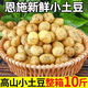 湖北恩施高山黃心小土豆新鮮洋芋9斤土豆馬鈴薯農(nóng)家自留種馬爾科 凈重9斤 (乒乓球大小)