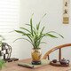 八芽建蘭素心盆栽天香素濃香型觀蘭花植物室內(nèi)四季好養(yǎng)名貴帶花苞花卉 建蘭-萬重山盆-密胺托盤 帶盆栽好