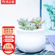沭之美多肉植物肉肉植物室內桌面盆栽 勞爾+小米缸陶瓷盆 源頭直發(fā)