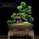 瀚林怡景（HANLINYIJING）小葉雀舌羅漢松盆景植物樹樁造型老樁室內(nèi)綠植客廳辦公室桌面盆栽 雀舌羅漢松S型-牧童晚歸-木座