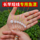 釣嗨尼魚(yú)漂臺州漂氣泡漂手工鯽魚(yú)漂傳統釣椒江淺水草洞高靈敏短漂傳統魚(yú)漂冬釣魚(yú)漂靈敏魚(yú)漂手作魚(yú)漂 臺州漂-E款-2號-全長(cháng)17CM（吃鉛0.33克） 單支（民間特色傳統釣魚(yú)漂）