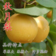 碭山梨樹(shù)苗梨樹(shù)樹(shù)苗南方北方種植蘋(píng)果梨樹(shù)苗紅安久庭院農田盆栽地栽水果樹(shù)苗 秋月梨樹(shù)苗4 年苗 111cm(含)-140cm(含)