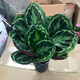 室內(nèi)綠植花卉盆栽孔雀竹芋 貓眼彩虹綠植盆栽植物 彩虹竹芋40-60厘米高 原盆原土發(fā)貨 含原裝簡(jiǎn)易塑料盆