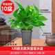 雙盟綠蘿盆栽除甲醛花卉綠植辦公室新房凈化空氣110方黑10盆源頭直發(fā)