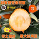 融安脆蜜金柑苗金桔樹樹苗三代脆蜜帶果耐寒橘子樹苗嫁接當年結(jié)果 脆蜜金桔(大果) 兩年苗