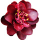 黑騎士茶花 盆栽帶花苞樹(shù)苗新品種花卉綠植庭院陽(yáng)臺嫁接名貴茶梅四季茶花花草林木種植庭院樹(shù)風(fēng)景樹(shù)開(kāi)花茶花 7年苗含盆66cm【推薦款】 不含盆