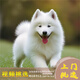 夢(mèng)茜兒純種薩摩耶幼犬活體寵物狗狗微笑天使熊版薩摩耶小狗狼版薩摩耶狗 寵物級 精品 母
