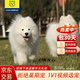 柴墨薩摩耶幼犬寵物狗狗狗活體純白澳版幼崽雪橇犬微笑天使大型犬 寵物級 【精品薩摩耶】A+ 公