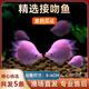 接吻魚(yú)觀(guān)賞魚(yú)金魚(yú)活魚(yú)親嘴魚(yú)熱帶魚(yú)好養活體小型寵物魚(yú)會(huì )親嘴的魚(yú) 【3-4CM】精選接吻魚(yú) 5條