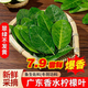 廣東新鮮香水青檸檬配料西餐料理火鍋冬陰功香料 檸檬葉純葉片 250g 家庭佐餐 現(xiàn)摘現(xiàn)發(fā)