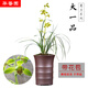 華香園 蘭花苗 大一品 蕙蘭名品幽濃香辦公室內耐陰綠植卉盆栽景 大一品 2苗 帶花苞 裸根發(fā)貨