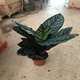 室內(nèi)綠植花卉盆栽孔雀竹芋 貓眼彩虹綠植盆栽植物 雙線竹芋20-30厘米高 原盆原土發(fā)貨 含原裝簡易塑料盆