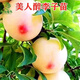 李子樹(shù)苗 嫁接李子苗 盆栽地栽當年結果嫁接大果耐耐旱 南北方種植 果樹(shù)苗 李子樹(shù) 果苗 醉美人李子 3年苗當年結果