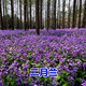 碧鼎二月蘭花種子四季種易活二月蘭花籽多年生宿根諸葛菜種子耐蔭耐寒 二月蘭 1千粒