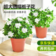 愛(ài)優(yōu)尚梔子花小盆栽室內濃香花卉綠植四季開(kāi)花原盆源頭直發(fā)