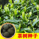 旺浦商貿綠茶種子早茶樹(shù)種籽茶葉種茶樹(shù)籽碧螺春龍井鐵觀(guān)音綠茶籽茶花種子 早茶種子一斤