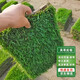 濱淇真草坪帶土綠化地毯草坪卷庭院花園草皮 馬尼拉草坪2平方源頭直發(fā)