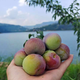 四川屏山半邊紅脫骨脆李自家青脆茵紅李蜂蜜李帶箱10斤 脫骨脆李(半邊紅)30g-36g 10斤（帶箱）