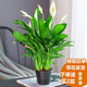 綠有意白掌盆栽一帆風(fēng)順?biāo)嘀参锸覂?nèi)好養(yǎng)花卉綠植水養(yǎng)四季開花植物盆栽 【帶花發(fā)貨】白掌6-8株(原土盆) 含盆