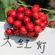 言清【買(mǎi)2送1】嫁接車(chē)厘子樹(shù)苗櫻桃樹(shù)苗南北方庭院陽(yáng)臺盆栽地栽果樹(shù)苗 大紅燈櫻桃 六年苗粗度2公分