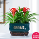 鴻運(yùn)當(dāng)頭盆栽花卉植物室內(nèi)花客廳四季開花好養(yǎng)活鳳梨水培綠植陽臺 鴻運(yùn)當(dāng)頭+孔雀綠招財(cái)進(jìn)寶盆 帶盆栽好