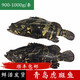 魚(yú)姐海成 青島虎斑魚(yú)鮮活龍膽石斑魚(yú)海魚(yú)新鮮海鮮水產(chǎn)900-1000g/條袋裝
