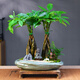 自然空間招財樹盆栽室內(nèi)綠植盆景 南哥窯聚福發(fā)財樹+馬+靜禪+4簡 源頭直發(fā)
