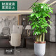 嘆為觀止發(fā)財(cái)樹客廳大盆栽開業(yè)送禮喬遷室內(nèi)綠植三桿步步高樹盆景大棵 粗桿步步高【1.5-1.6米】金邊陶 含盆