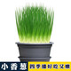 四季小香蔥種子蔥種庭院陽(yáng)臺(tái)盆栽小蔥蔬菜種子籽四季易播種菜種子 小香蔥種子【1包 約300?！? title=
