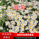 夢(mèng)族園林四季開(kāi)花高桿格?；ň栈ǚN子陽(yáng)臺花海百日草牽?；ㄓ菝廊艘盎ńM合 小雛菊種子1000粒