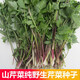 鳳鳴雅世野生山芹菜種子鴨腳板籽孑天然長(cháng)白山品種山野菜種子籽大葉芹種籽 野生山芹菜大葉芹種子5克*4袋