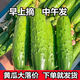 【旱黃瓜】水果小黃瓜新鮮現(xiàn)摘生吃孕婦蔬菜脆嫩青瓜整箱當(dāng)季 5斤新鮮旱黃瓜 5斤 現(xiàn)摘精品