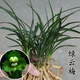 玫絢價(jià)春蘭矮種蘭花苗 新品蘭花  綠植 3苗連體 不含盆