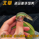 SMVP豹紋睫角守宮活物蜥蜴活體爬寵肥尾石龍子十字嶺樹(shù)蜥鬃獅亞成藍舌 北草(亞成體)