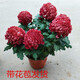 帶花大花秋菊耐寒四季大菊花苗帶花苞菊花盆栽大花九月菊帶花植物室內(nèi)陽臺(tái)花卉 紅繡球【大花】 不含盆