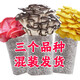 北蔬蘑菇種植包平菇菌種種子可食用家庭盆栽種植 【主推】平菇+榆黃菇+紅平菇