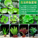 瘋狂水草浮萍水草植物直接入缸養(yǎng)魚水草水培植物古法魚缸2 源頭直發(fā)包郵