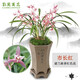 劉閣蘭花蘭花苗 紅花市長紅 現(xiàn)帶濃香花苞出售室內(nèi)花卉蘭花苗蘭草盆栽 5苗連體裸根帶花苞