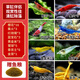 卡奇魚(yú) 觀(guān)賞蝦 活體觀(guān)賞魚(yú) 米蝦 工具清潔蝦寵物蝦黑殼蝦除絲藻褐藻青苔 五彩蝦系列套餐-02
