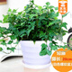 綠有意金邊常春藤盆栽水培花卉植物室內(nèi)垂吊蘭綠植好養(yǎng)常青長青藤 精品120#常春藤15-20cm【螺紋盆 帶盆栽好