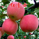 青意萱矮化蘋果盆栽當年結(jié)果紅富士室內(nèi)外南北方種植陽臺嫁接盆景樹樁苗 紅富士【當年結(jié)果苗】