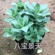 八寶景天盆栽 蝎子草 三七植物 防蚊蟲(chóng)叮咬中草藥苗 10棵