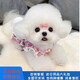 本秋比熊犬比熊幼犬 純種白色寵物狗狗活體活物小型犬幼崽比熊犬 飛耳 寵物級 公
