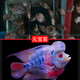 AIPHAROW泰國進口羅漢苗熱帶觀賞魚活體鴻運泰金花紋紅德薩高爆頭率羅漢魚 高起頭元寶苗2條裝（2-3cm）