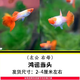 卡奇魚(yú) 觀(guān)賞魚(yú) 熱帶魚(yú)小型魚(yú)鳳尾魚(yú)孔雀魚(yú)純種孕母活魚(yú)繁殖魚(yú)淡水魚(yú)好養 鴻運當頭孔雀魚(yú)1對