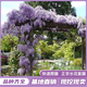 景郁春 JIRYUCUR紫藤花樹(shù)苗爬藤植物多花紫藤蘿樹(shù)苗陽(yáng)臺盆栽庭院小苗4棵源頭直發(fā)