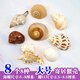 曦凰天然貝殼海螺殼海星珊瑚石兒童玩具裝飾擺件DIY卷貝魚寄居蟹 8個(gè)寄居蟹殼套裝（大號(hào)