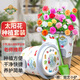 德沃多肥料太陽花種子DIY兒童趣味種植盆栽套裝學生植物觀察幼兒園迷你盆栽