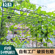奔新農(nóng)（BENXINNONG）葡萄架藤架庭院戶外百香果西瓜網(wǎng)格爬藤架花架樓頂搭架子材料支架 直徑16mm 長(zhǎng)度210cm（兩根） 中等